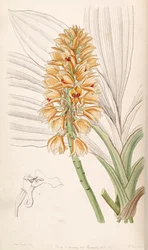 Calanthe pulchra
